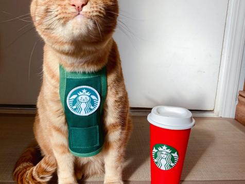 15 Hilarious Halloween Costume Ideas for Cats