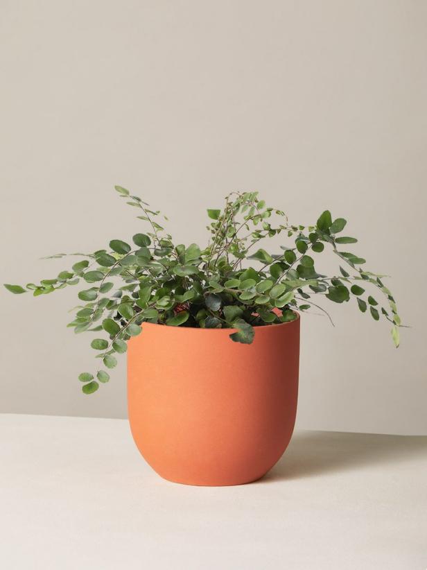 Mother's Day Flowers Best Flower and Plant Delivery Services That