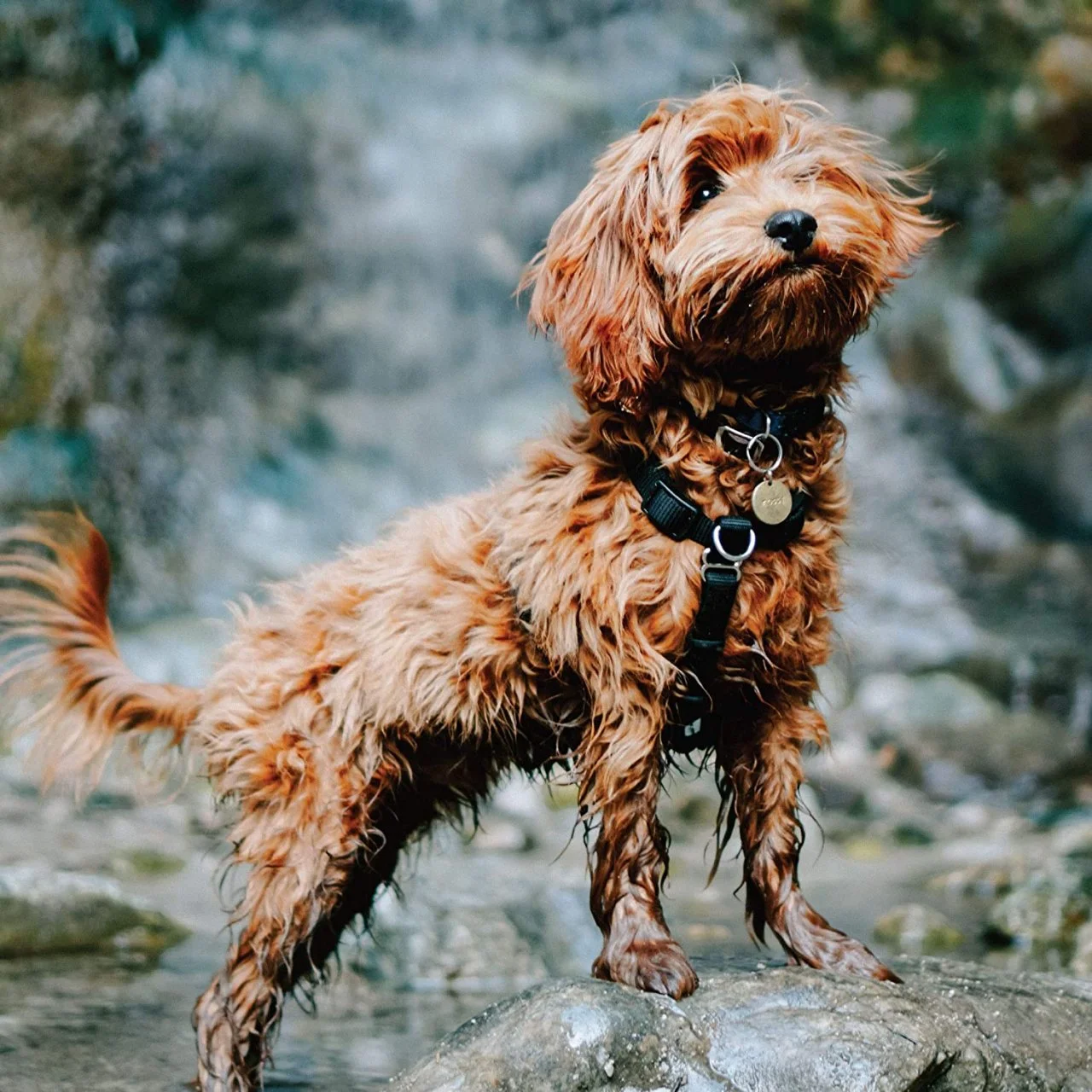 Best harness for fearful dog outlet