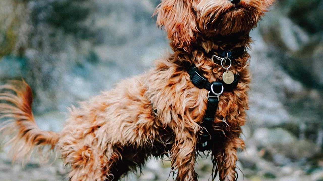 6 Best Dog Harnesses 2024 HGTV Top Picks HGTV