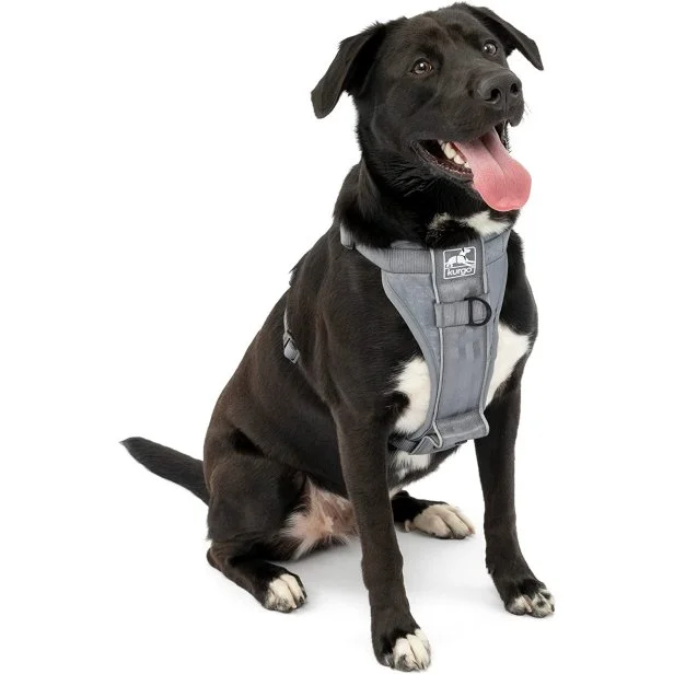 6 Best Dog Harnesses 2024 HGTV Top Picks HGTV