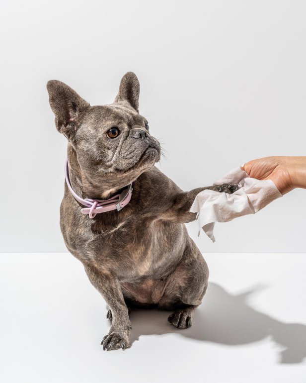 The Best Dog Shampoos for 2024 HGTV