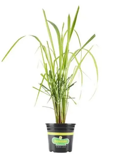 plant painted lady Philodendron painted lady  Thai Exotic Greenery