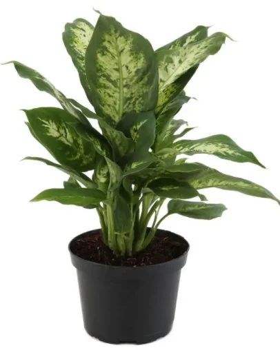 Dumb Cane Care: How to Grow Dieffenbachia | HGTV