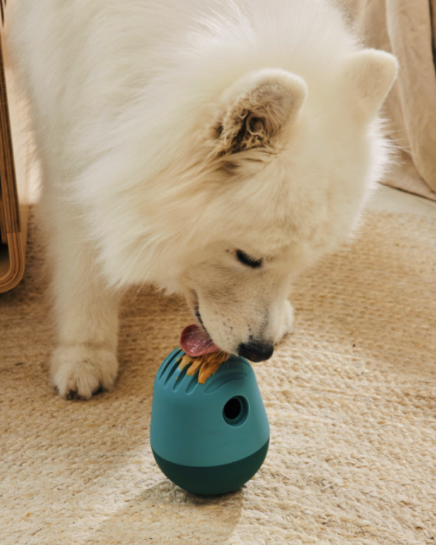 What to Get New Dog Parents From Training Essentials to Gift Boxes HGTV