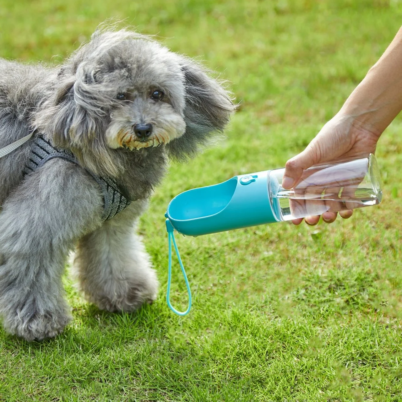 14 Best Pet Accessories for Your Car 2022 HGTV