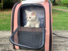 Traveling with your cat just got so much easier.