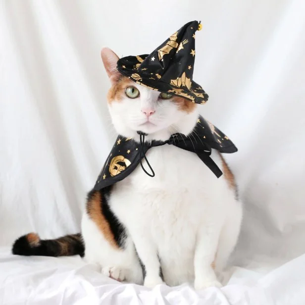 Kitten witch costume online