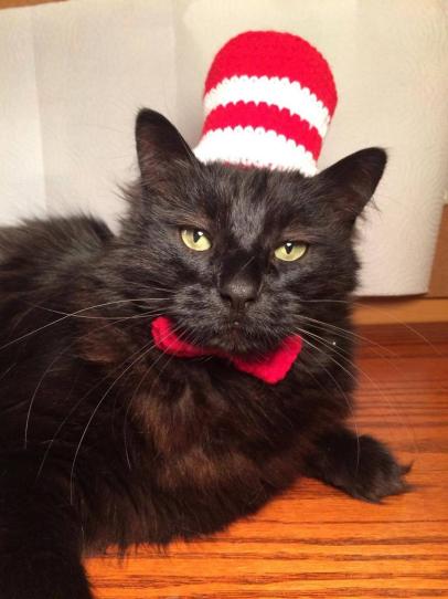 Cat dress up best sale ideas
