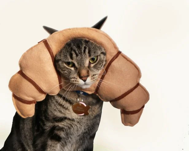 15 Best Halloween Costumes for Cats in 2022 HGTV