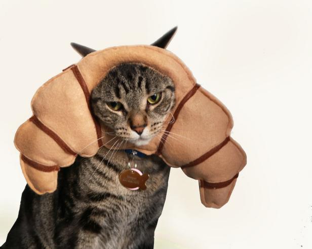 15 Best Halloween Costumes For Cats In 2022 | Hgtv