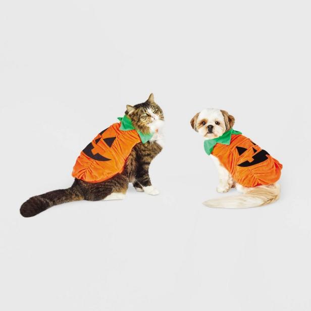 15 Best Halloween Costumes For Cats In 2022 | Hgtv