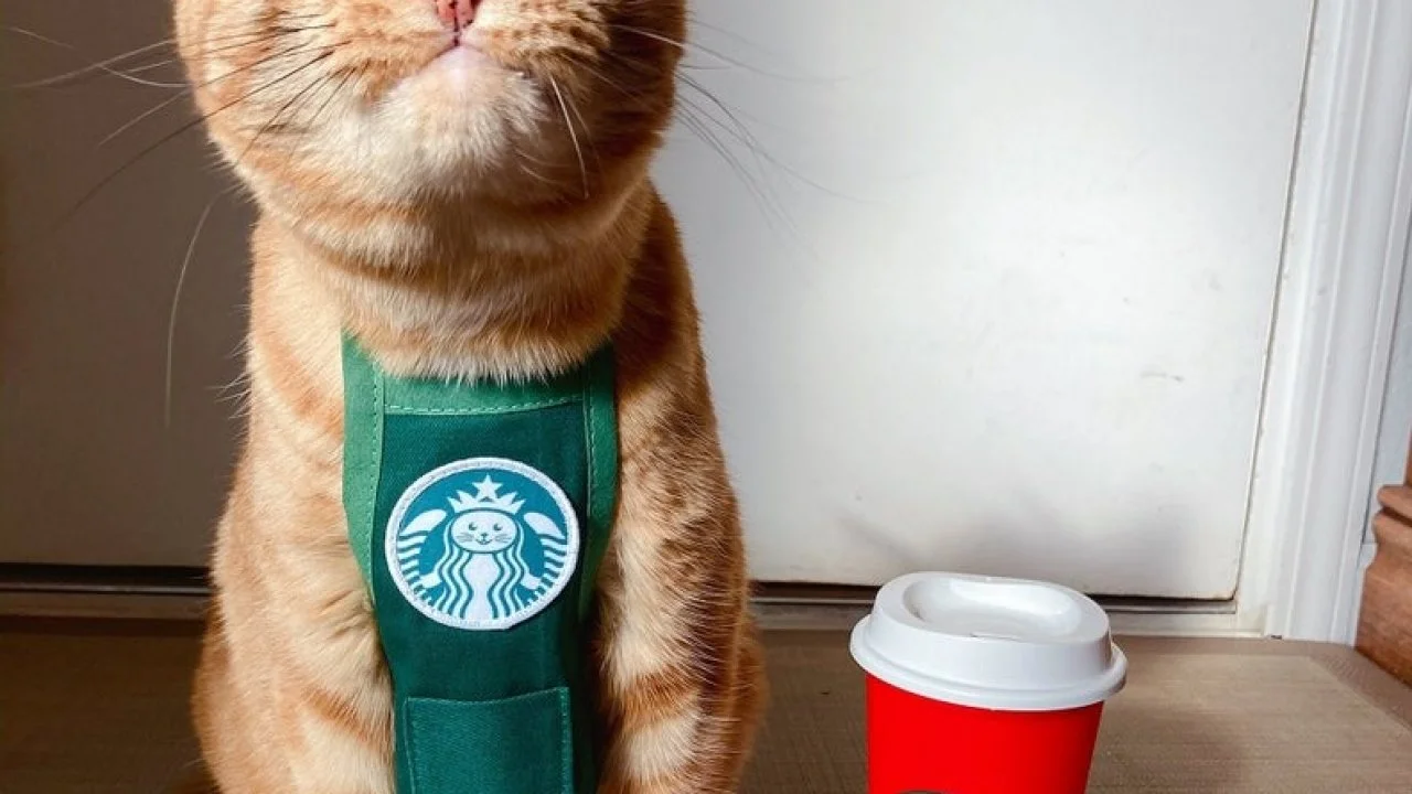 15 Best Halloween Costumes for Cats in 2022 HGTV