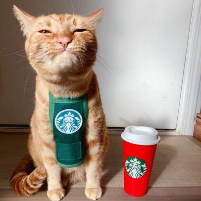 15 Hilarious Halloween Costume Ideas for Cats