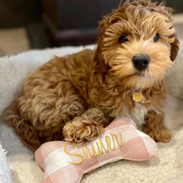 https://hgtvhome.sndimg.com/content/dam/images/hgtv/products/2023/10/31/rx_etsy_dog-bone-toy--personalized-squeaky-dog-bone--puppy-toy--personalized-dog-pillow--gift-for-pet.jpeg.rend.hgtvcom.616.616.suffix/1698767770531.jpeg