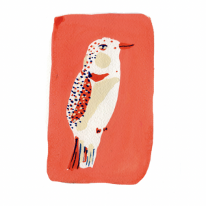 Red and White bird by Elizabeth Graeber