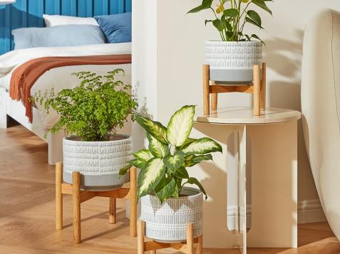 The Best Plant Stands for Every Style and Space