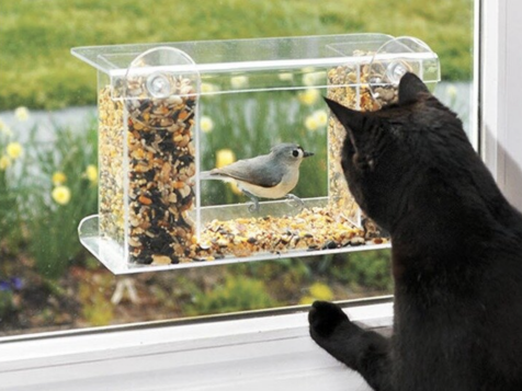The Best Window Bird Feeders for Indoor Bird-Watching