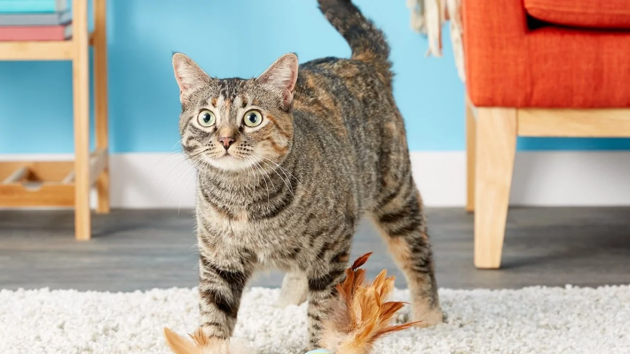 Da bird cat toy petsmart shop