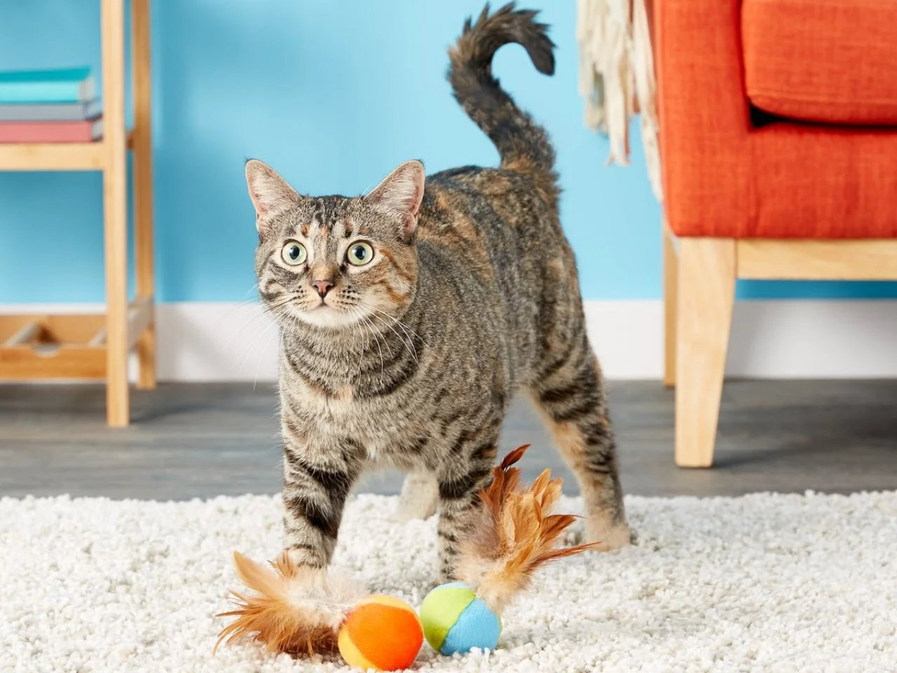 Best toys for older cats online