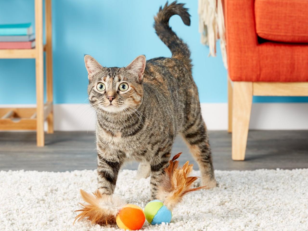 20 Best Cat Toys For Bored Cats That Entertain All Day