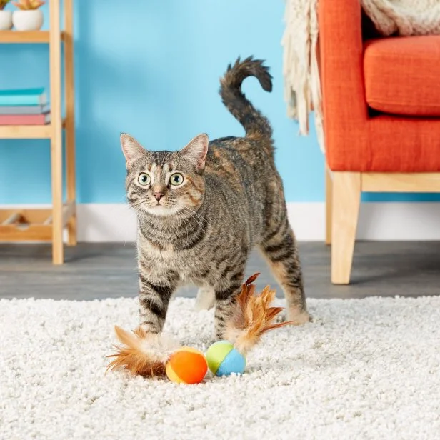 Cat toys for senior cats 2025