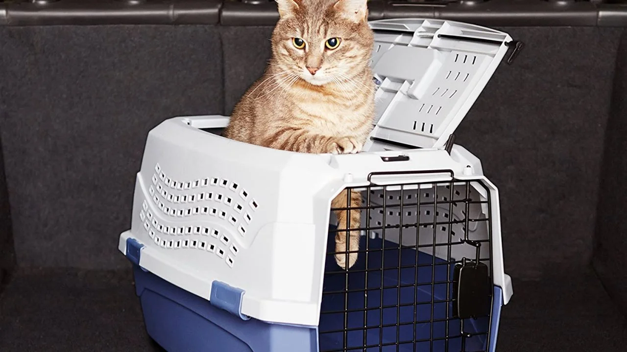 Best cat carriers 2019 clearance