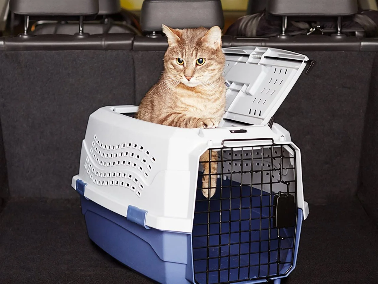 Frisco cat carrier shop