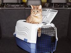 car travel accessories for cats