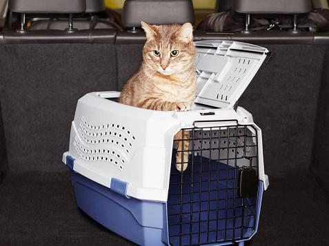12 Best Cat Carriers of 2023