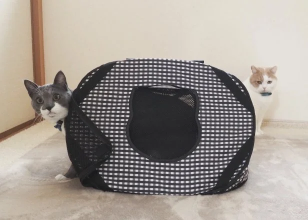 12 Best Cat Carriers of 2023 HGTV Top Picks HGTV