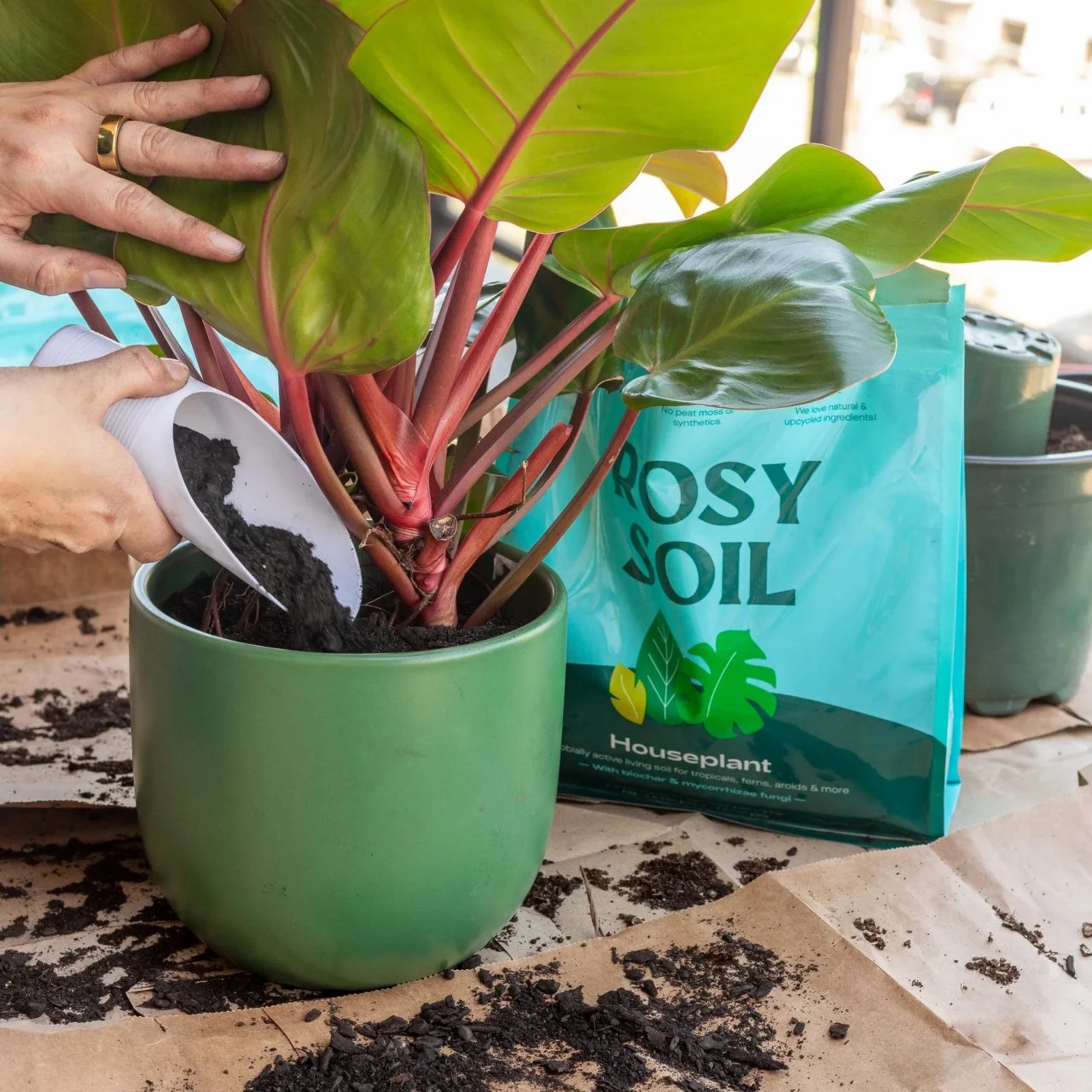 dracaena michiko Dracaena 'Marginata Magenta' | Indoor Plant | Tropical Plant | Potted Plant