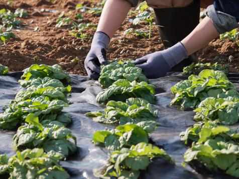 The Best Landscape Fabrics for a Weed-Free Garden