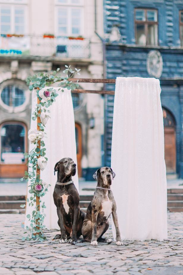 Two purebred dogs near the vintage wedding arch in Lviv city centre.