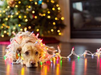 Dog tangled in holiday lights.