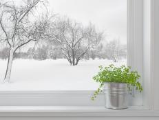 Winter landscape seen through the window, and green plant on a windowsill.