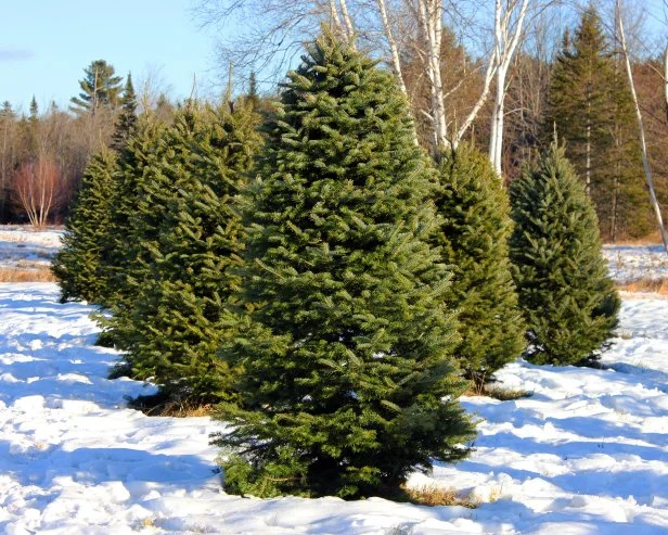 A cut your own Christmas tree farm in Western Maine