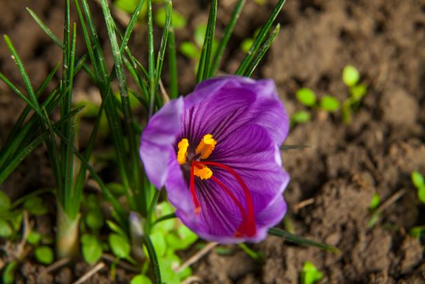 Saffron flower in nature.