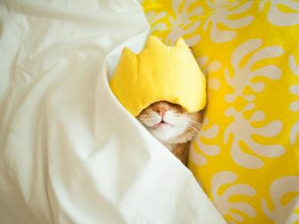 Cute sleeping ginger cat wearing sleep mask