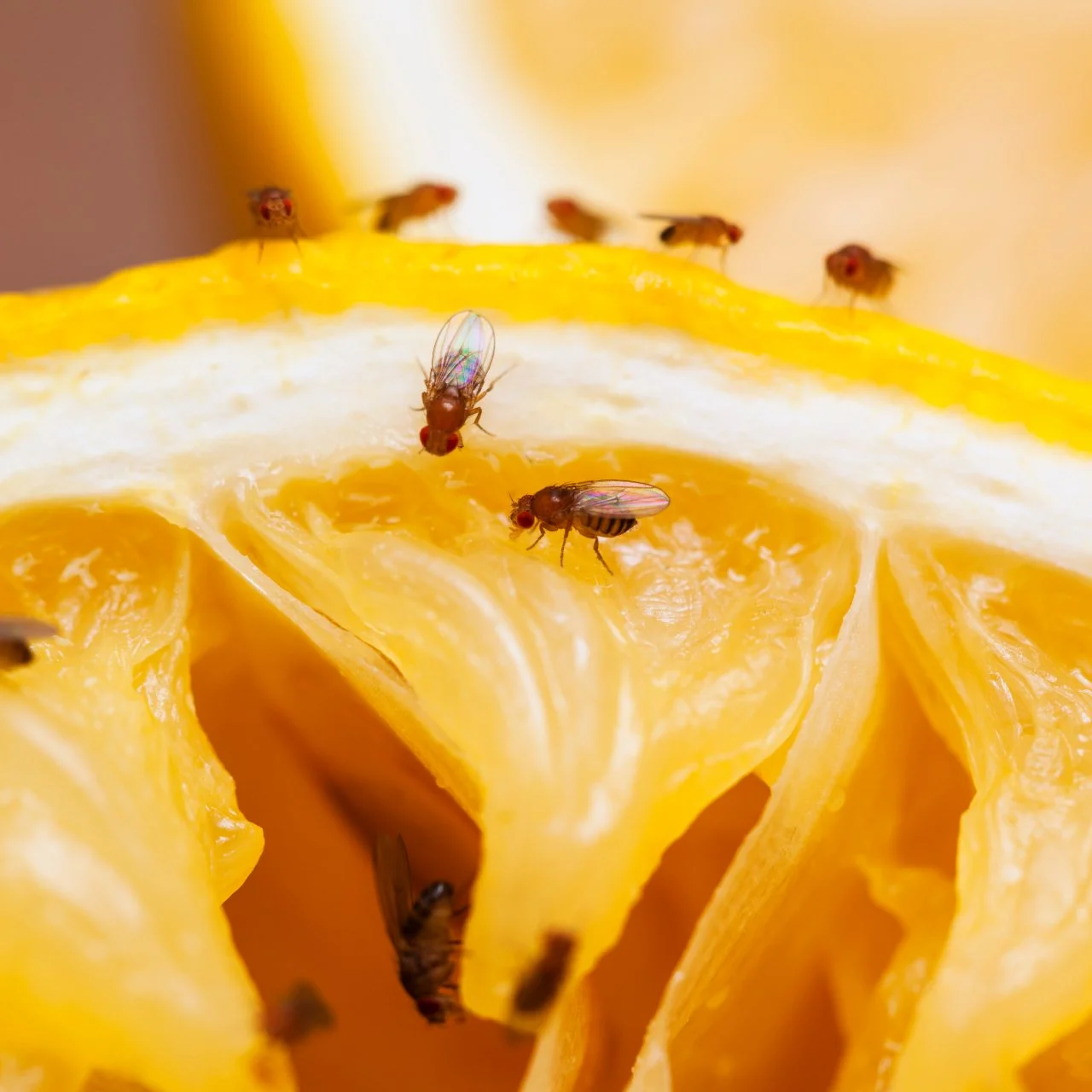 How to get rid of small flies in house discount