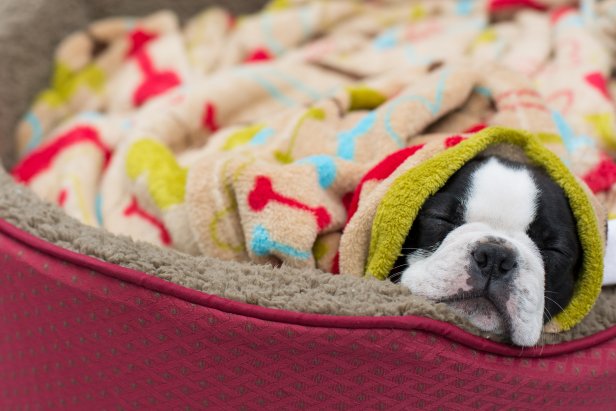 A Boston Terrier puppy sleeps in a dog bed while covered up with a fleece blanket.