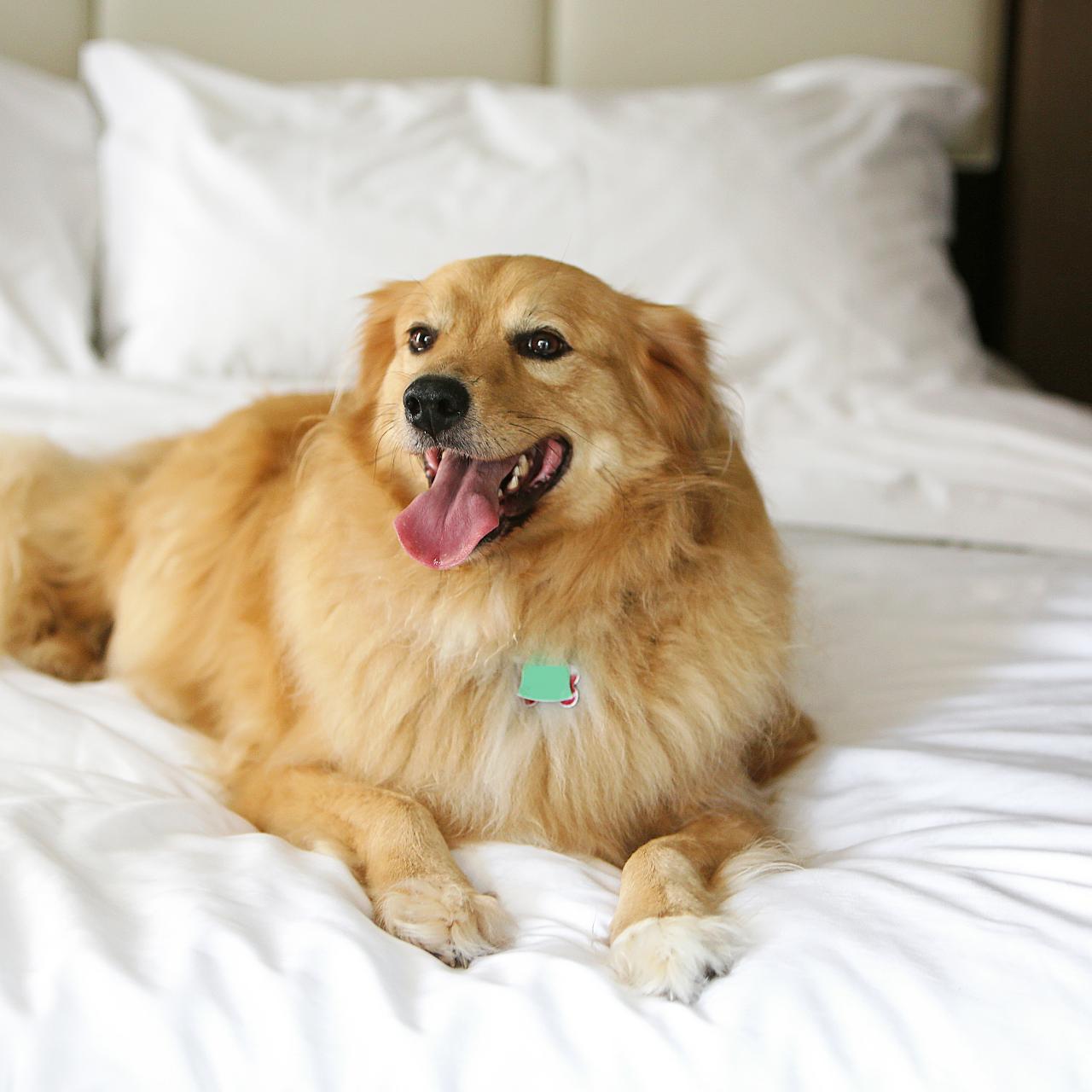 Keep pets off shop furniture home remedies