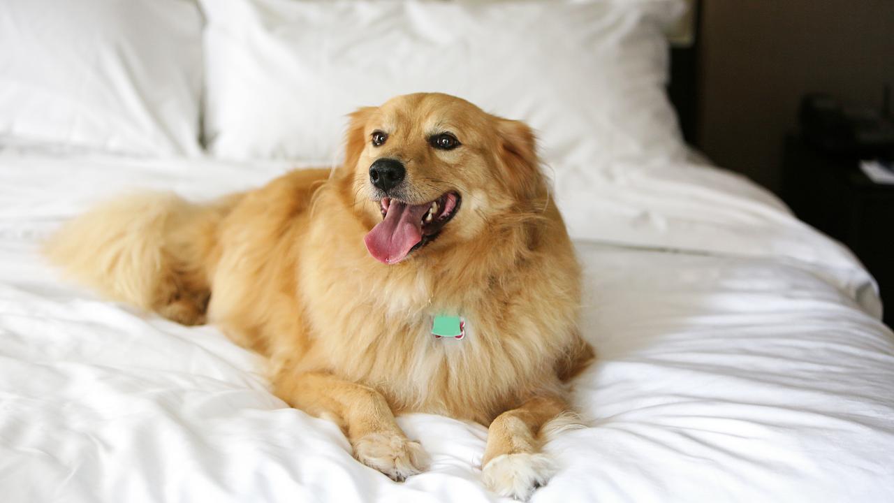 Keep pets off furniture home remedies sales