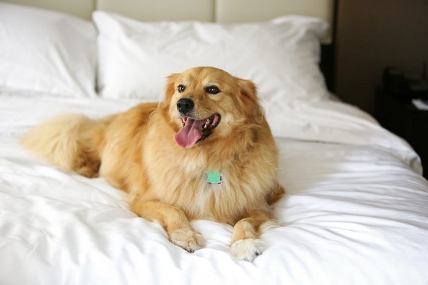 Happy dog on bed. 