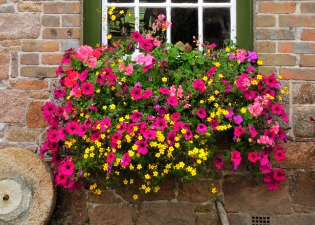 14 Simply Stunning Summer Window Boxes | HGTV