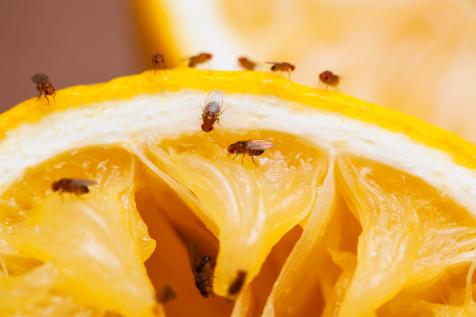 Discover the Fastest Way to Get Rid of Fruit Flies - Trash Cans Unlimited