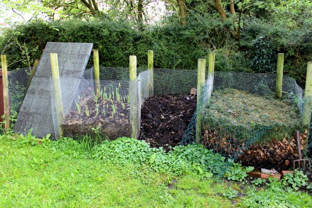 Photo showing homemade compost heaps in a shady corner of a garden, next to a lonicera nitida (dwarf honeysuckle) hedge and lawn.  These simple compost heaps are made using chicken wire and wooden stakes, and provide an easy way to recycle garden waste (lawn clippings, weeds and leaves) and some kitchen waste (vegetable peelings).  As there are three 'heaps', the compost can easily be forked over and moved between the spaces, to keep them well aeriated and encourage decomposition.