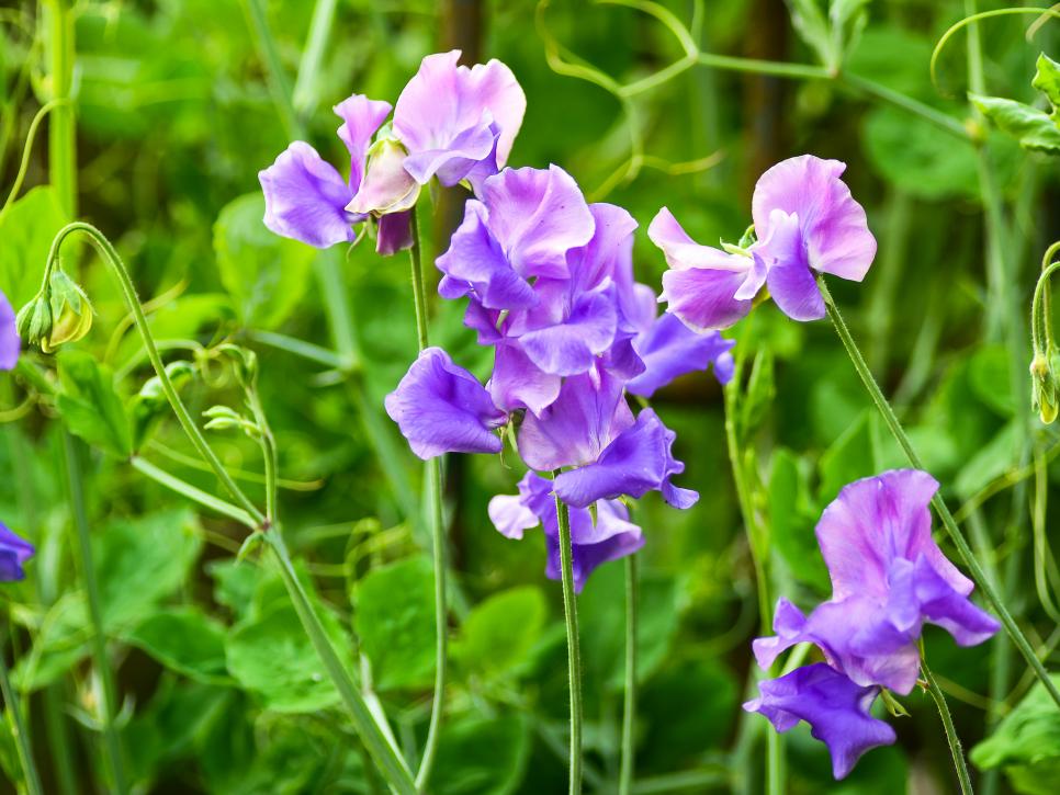 21 Annual Flowers for Year-Round Color | HGTV