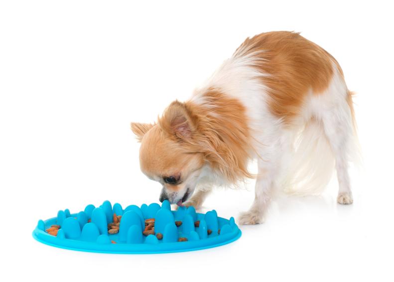 dog accessory for eating and chihuahua in front of white background