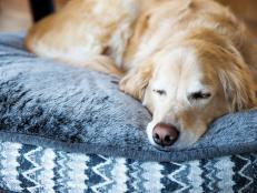 Young male Golden Retriever sleeping on his dog bed